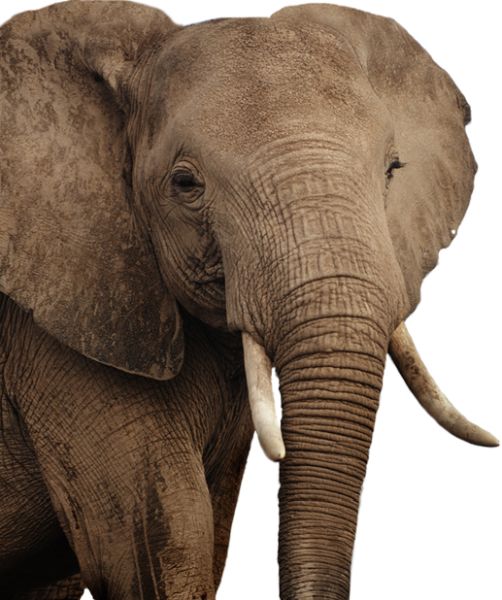 大象 PNG免抠图透明素材 16设计网编号:18761
