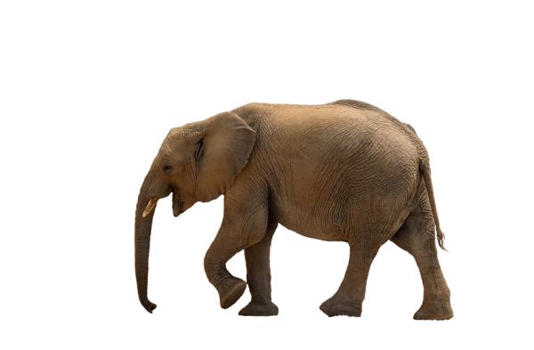 大象 PNG透明背景免抠图元素 素材中国编号:18764