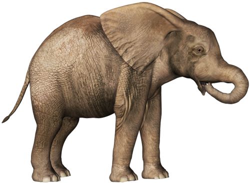 大象 PNG免抠图透明素材 普贤居素材编号:18765