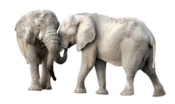 大象 PNG透明背景免抠图元素 16图库网编号:18768