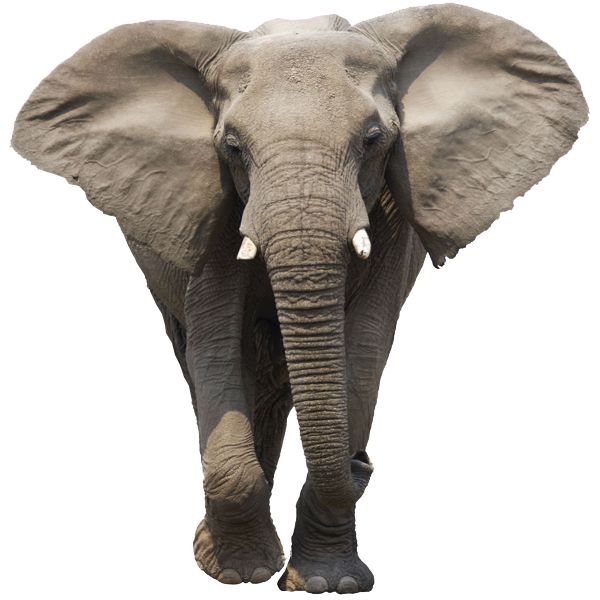 大象 PNG透明背景免抠图元素 素材中国编号:18769