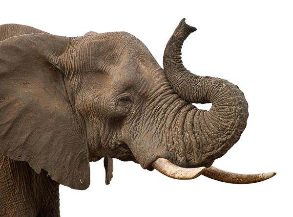 大象 PNG透明背景免抠图元素 素材中国编号:18771