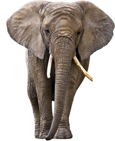 大象 PNG透明背景免抠图元素 素材中国编号:18774