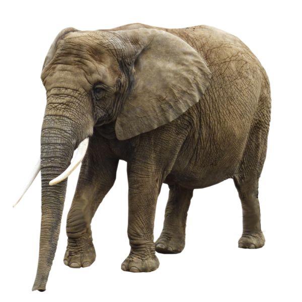 大象 PNG透明背景免抠图元素 16图库网编号:18776