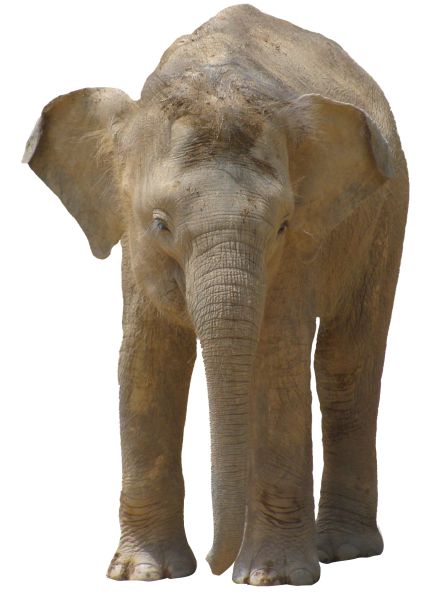 大象 PNG透明背景免抠图元素 16图库网编号:18777