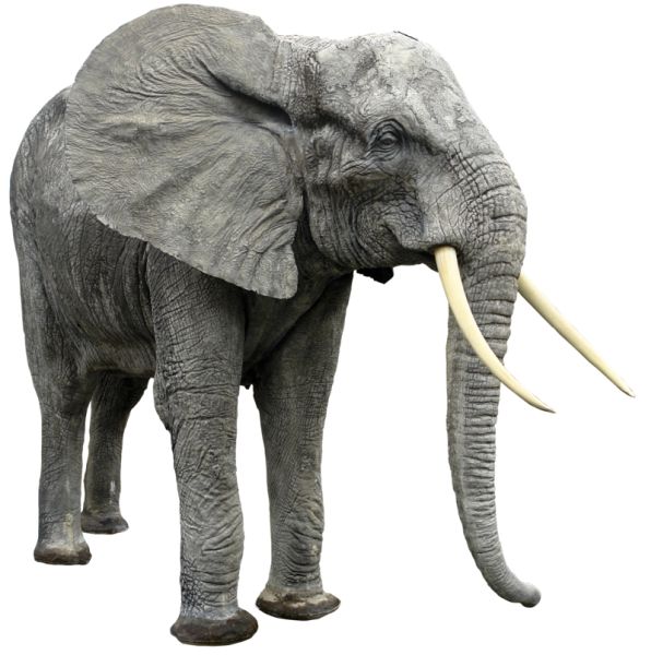 大象 PNG透明背景免抠图元素 素材中国编号:18781