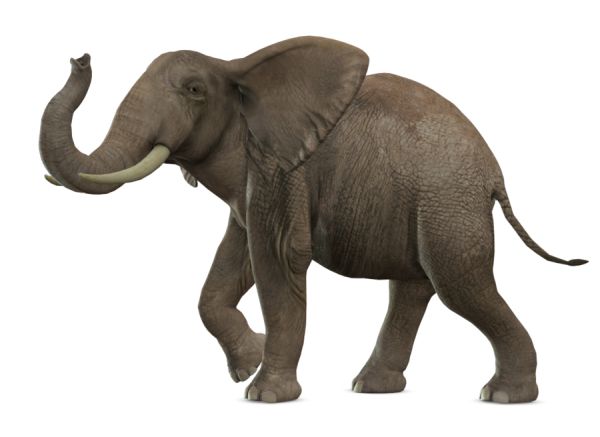 大象 PNG免抠图透明素材 16设计网编号:18782