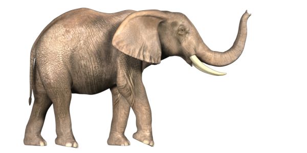 大象 PNG免抠图透明素材 普贤居素材编号:18783