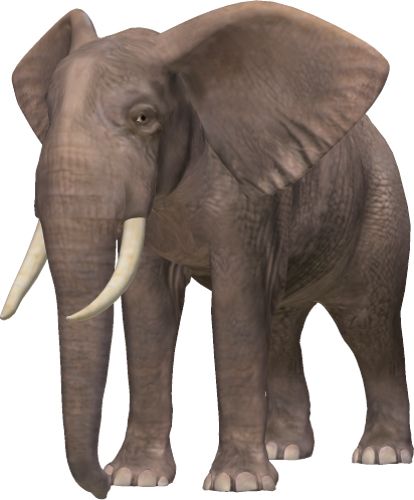 大象 PNG免抠图透明素材 16设计网编号:18784