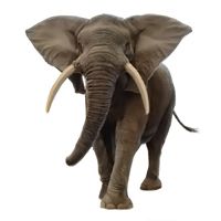 大象 PNG免抠图透明素材 16设计网编号:18787