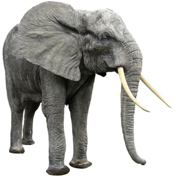 大象 PNG透明背景免抠图元素 素材中国编号:18788