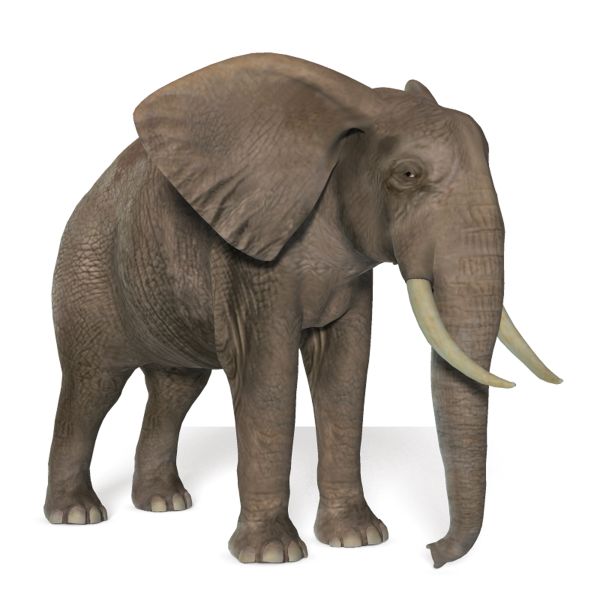 大象 PNG透明背景免抠图元素 16图库网编号:18789