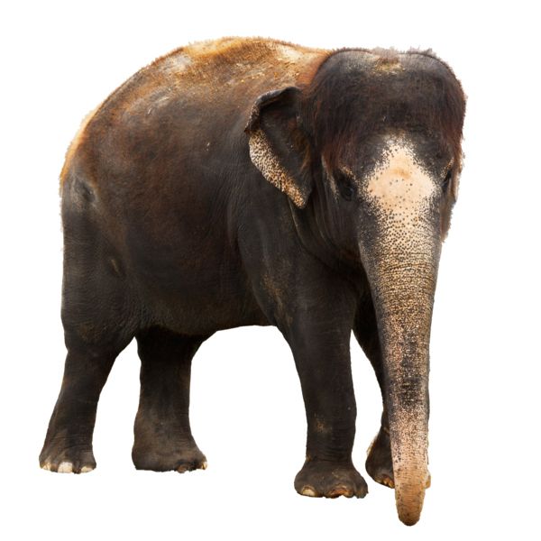 大象 PNG透明元素免抠图素材 16素材网编号:18790