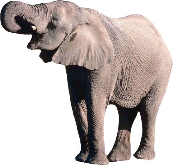大象 PNG免抠图透明素材 16设计网编号:18791