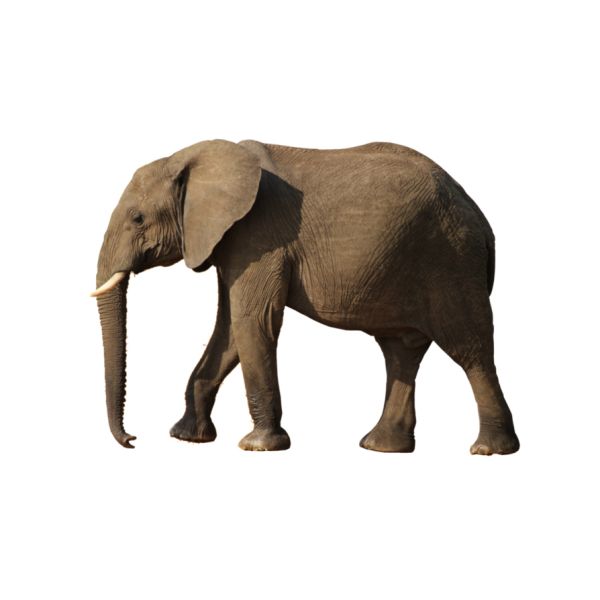 大象 PNG透明元素免抠图素材 16素材网编号:18792