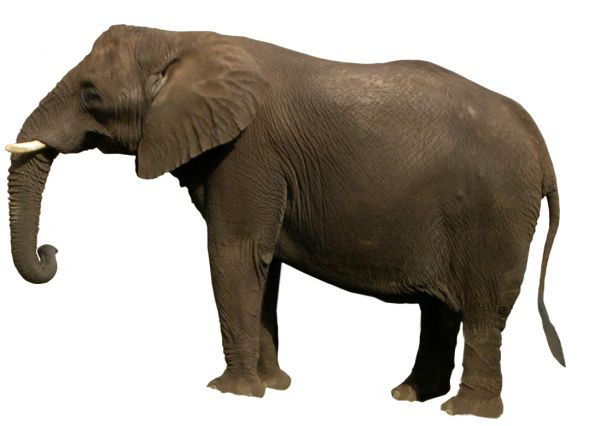 大象 PNG透明背景免抠图元素 16图库网编号:18793