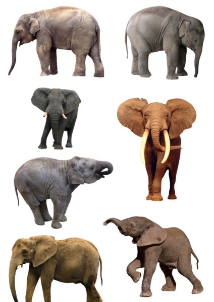 大象 PNG透明背景免抠图元素 素材中国编号:18795