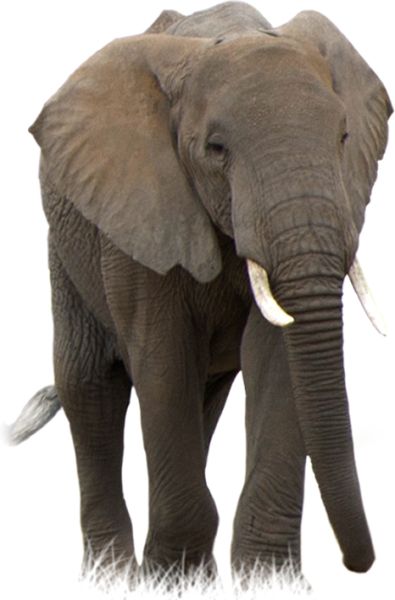 大象 PNG透明背景免抠图元素 素材中国编号:18798
