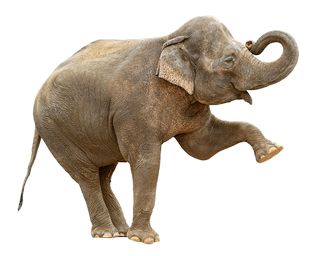 大象 PNG免抠图透明素材 16设计网编号:18799