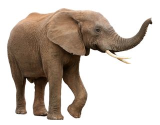 大象 PNG透明元素免抠图素材 16素材网编号:18800