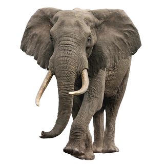 大象 PNG免抠图透明素材 16设计网编号:18801