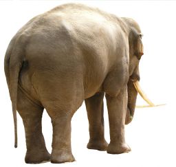 大象 PNG透明背景免抠图元素 素材中国编号:18804