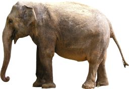 大象 PNG透明背景免抠图元素 16图库网编号:18805