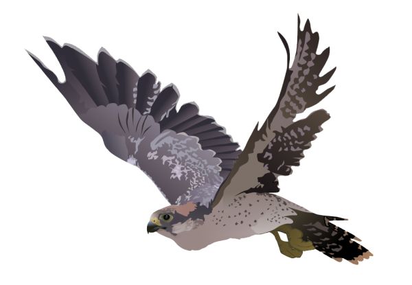 猎鹰 PNG免抠图透明素材 16设计网编号:24693