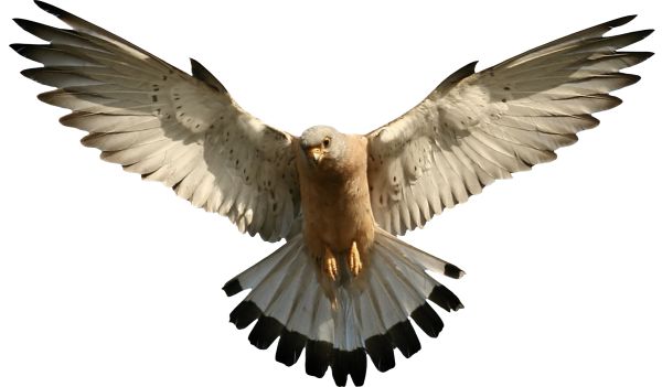 猎鹰 PNG透明背景免抠图元素 16图库网编号:24696