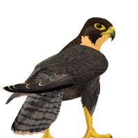 猎鹰 PNG免抠图透明素材 素材中国编号:24681