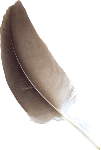 羽毛 PNG免抠图透明素材 16设计网编号:12951