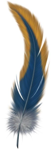 羽毛 PNG免抠图透明素材 16设计网编号:12952