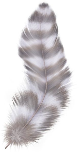 羽毛 PNG免抠图透明素材 16设计网编号:12953