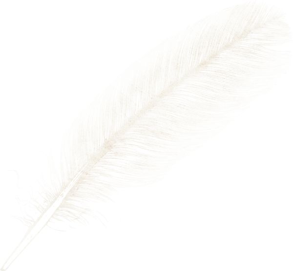羽毛 PNG免抠图透明素材 16设计网编号:12954