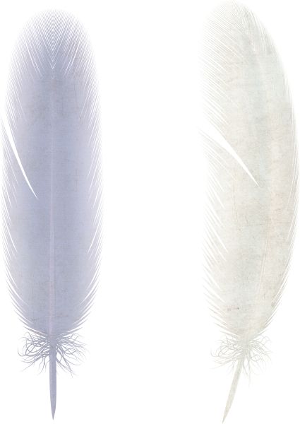 羽毛 PNG透明元素免抠图素材 16素材网编号:12955