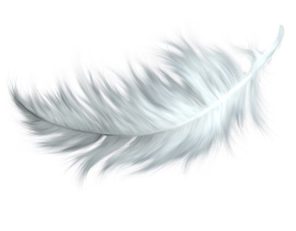 羽毛 PNG免抠图透明素材 16设计网编号:12958