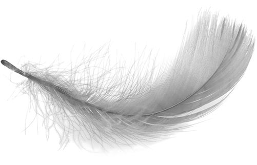 羽毛 PNG透明背景免抠图元素 16图库网编号:12960