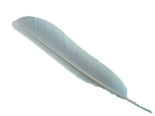 羽毛 PNG免抠图透明素材 16设计网编号:12961