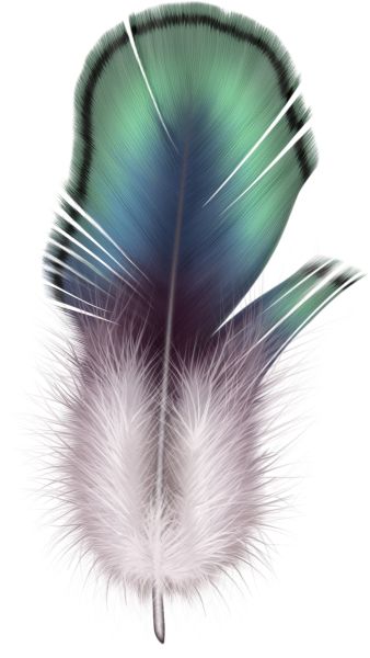 羽毛 PNG免抠图透明素材 16设计网编号:12963