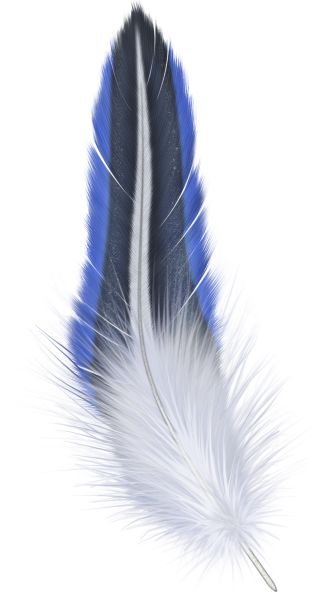 羽毛 PNG免抠图透明素材 16设计网编号:12964
