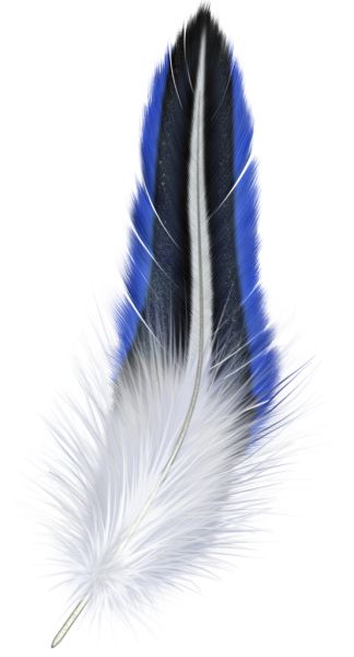 羽毛 PNG免抠图透明素材 16设计网编号:12966