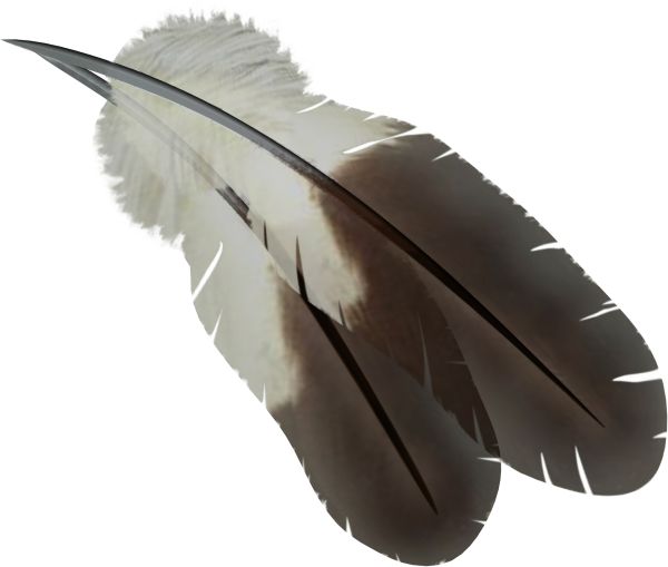 羽毛 PNG免抠图透明素材 16设计网编号:12969