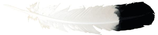 羽毛 PNG透明元素免抠图素材 16素材网编号:12972