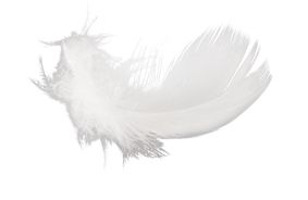 羽毛 PNG免抠图透明素材 16设计网编号:12975