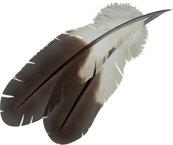 羽毛 PNG透明背景免抠图元素 16图库网编号:12979