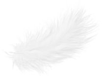 羽毛 PNG透明元素免抠图素材 16素材网编号:12980
