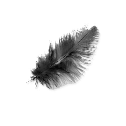 羽毛 PNG透明元素免抠图素材 16素材网编号:12985