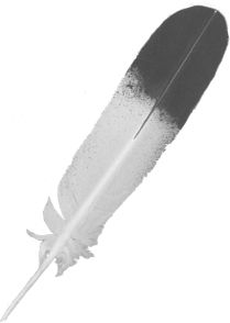 羽毛 PNG透明背景免抠图元素 素材中国编号:12988