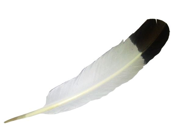 羽毛 PNG透明元素免抠图素材 16素材网编号:12998