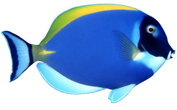 蓝鱼PNG透明背景免抠图元素 16图库网编号:1153